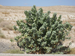 Calotropis_procera Auricula Tree, Dead Sea Apple, Sodom Apple